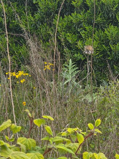 A wild garden
