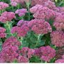 Job lot Cottage garden perennial flowers Image 4