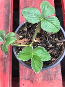 Alpine strawberry plants