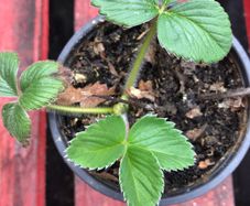 Alpine strawberry plants