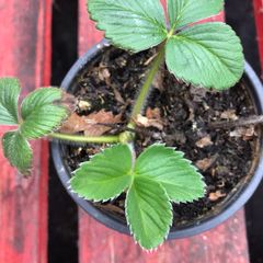 Alpine strawberry plants