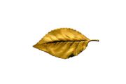 Gold Tone Leaf Brooch