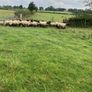 Ewe Hoggets Image 2