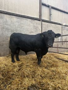 Angus bull