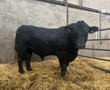 Angus bull