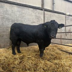 Angus bull