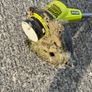 Ryobi Garden Strimmer (Battery) Image 2