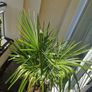 Trachycarpus fortunei (Windmill Palm) with tall pot Image 2