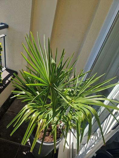 Trachycarpus fortunei (Windmill Palm) with tall pot