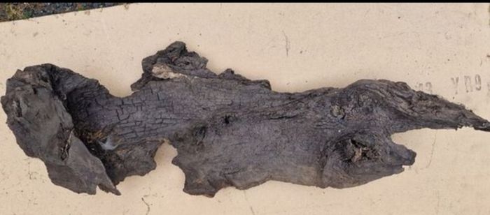 bog oak