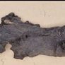 bog oak Image 4