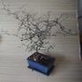 Bonsai Image 2