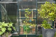 Ginkgo biloba Tree