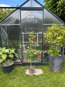 Ginkgo biloba Tree