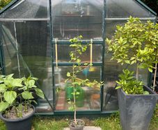 Ginkgo biloba Tree