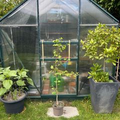 Ginkgo biloba Tree