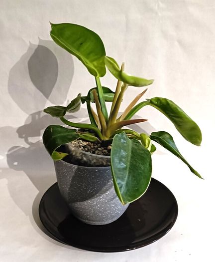 Philodendron Moonlight