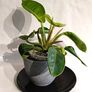 Philodendron Moonlight Image 2