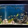 125L Fluval Tank Image 4