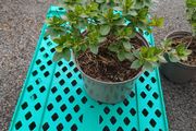 Clearance Price! Top Quality Azaleas