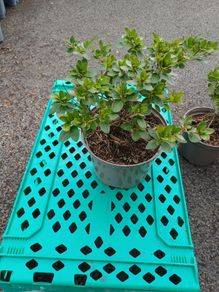 Clearance Price! Top Quality Azaleas