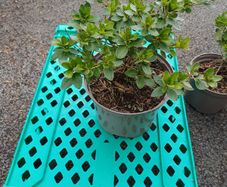 Clearance Price! Top Quality Azaleas