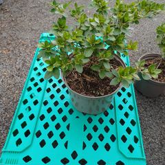 Clearance Price! Top Quality Azaleas