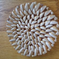 Hand Crafted Sea Shell Trivet for Sale