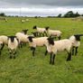 Hoggets Image 4