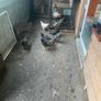 Chickens Image 2