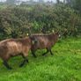 Blue Texel PBR Ram Lambs SIS elegible Image 2