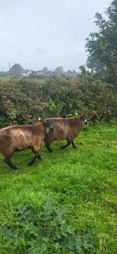 Blue Texel PBR Ram Lambs SIS elegible