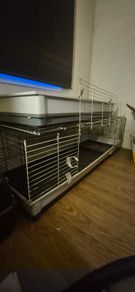 Bunny - Rabbit - Cage