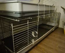 Bunny - Rabbit - Cage