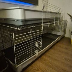 Bunny - Rabbit - Cage