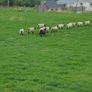 Breeding Hoggets and Sheep Image 4