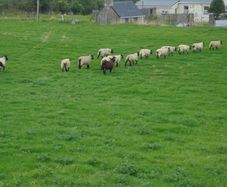 Breeding Hoggets and Sheep