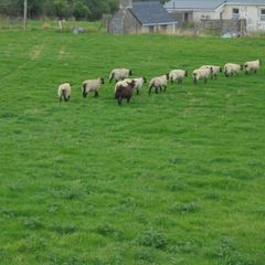 Breeding Hoggets and Sheep