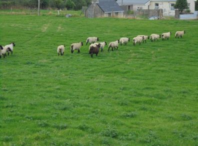 Breeding Hoggets and Sheep