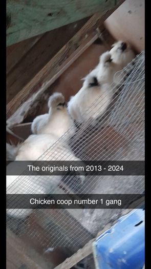 Silkie Bantam Hatching Eggs