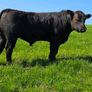 Pedigree Angus bulls Image 5