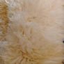 Genuine Icelandic Sexto Sheepskin Rug Extra Large (160cm x 140cm) Image 2