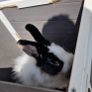 2 male bunnies almost 4 months old Image 4