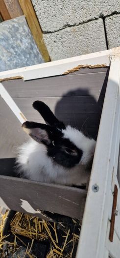2 male bunnies almost 4 months old