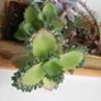 Indoor succulents with ceramic pot Image 3