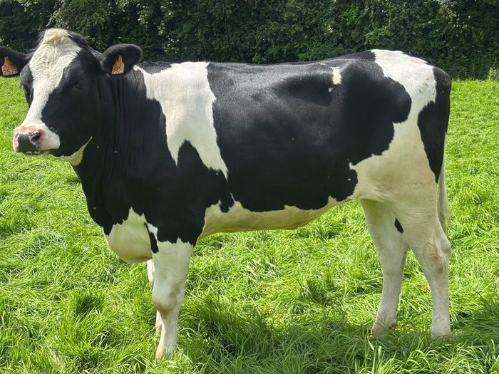 Autumn calving heifers for sale