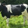 Autumn calving heifers for sale Image 3