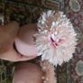 2 Plant decor Image 2