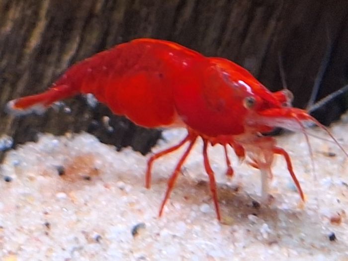 Shrimp and moss