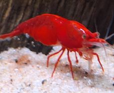 Shrimp and moss